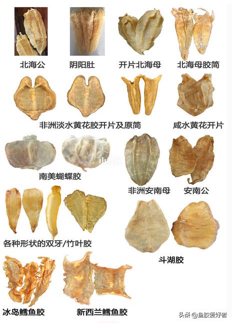 鱼胶花胶常识,鱼胶花胶介绍大全