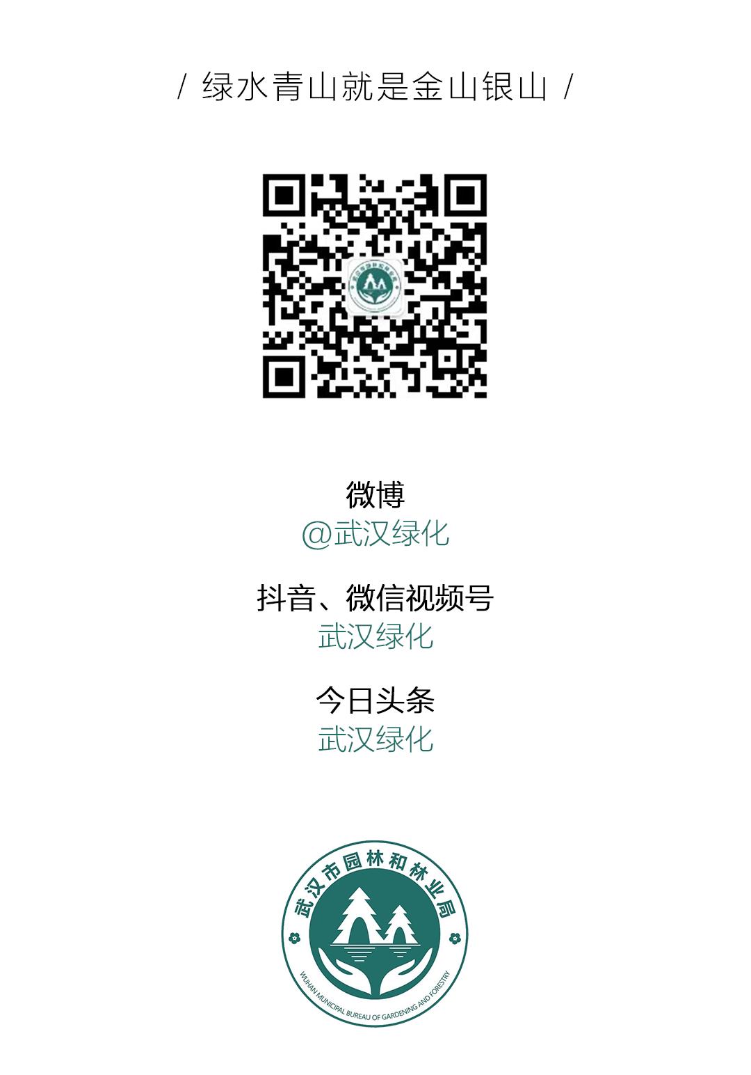 武汉植树高峰期,植树浪潮