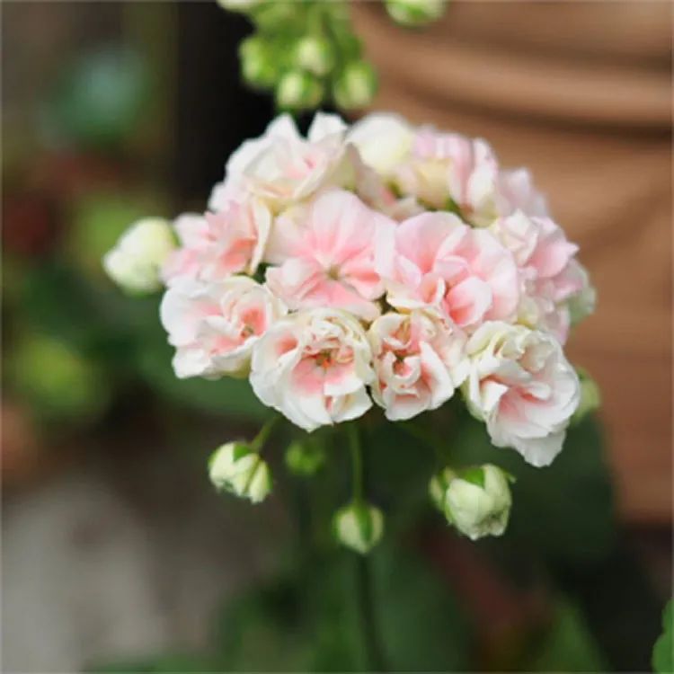 这种花别乱浇水水越多越不开花,这种花不怕冷好养易活