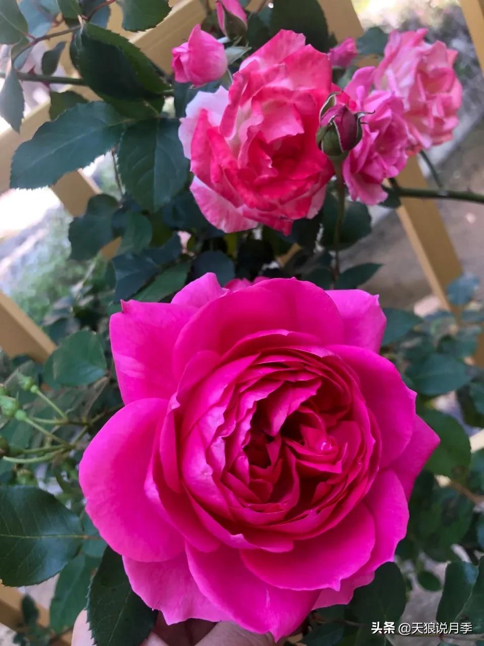 月季花是时候展现真正的技术了 (开春的第一波月季花就这么过去了)