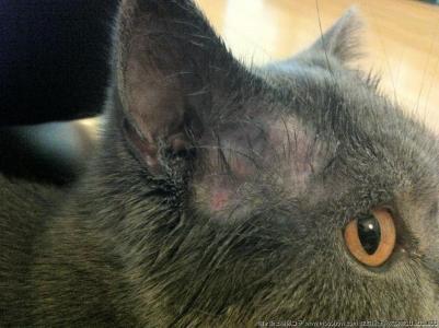 比较严重的猫癣该怎么治疗,得了猫癣如何在家自救