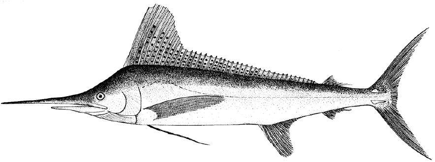 剑鱼vs旗鱼vs金枪鱼谁速度快,游得最快的海洋动物旗鱼