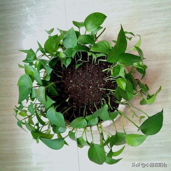 绿萝叶子发黄多久浇次水,绿萝叶子蔫了变软发黑是什么原因