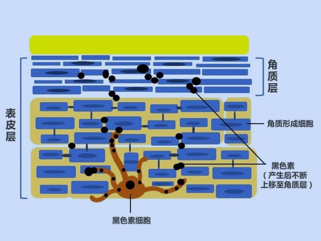 美白精华哪个变白效果最好,什么美白精华既平价又可以美白