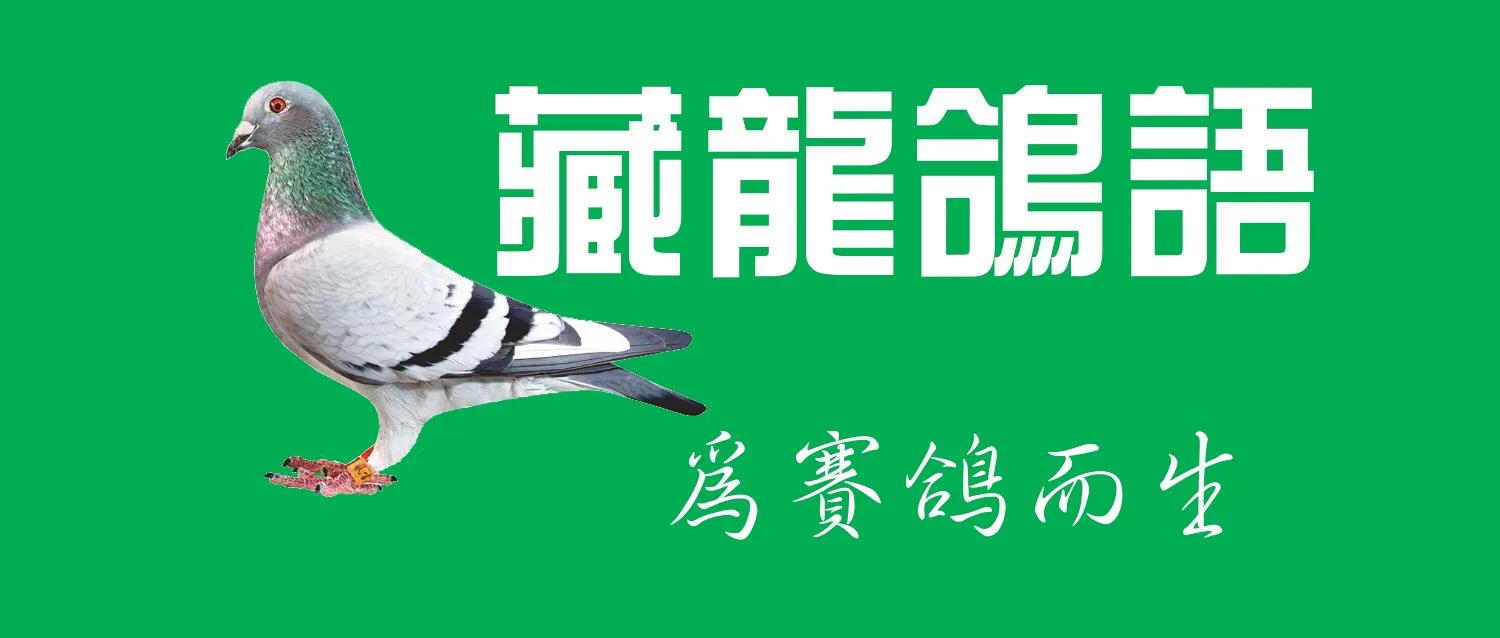 赛鸽传染病的最佳治疗方法,赛鸽病毒感染症状