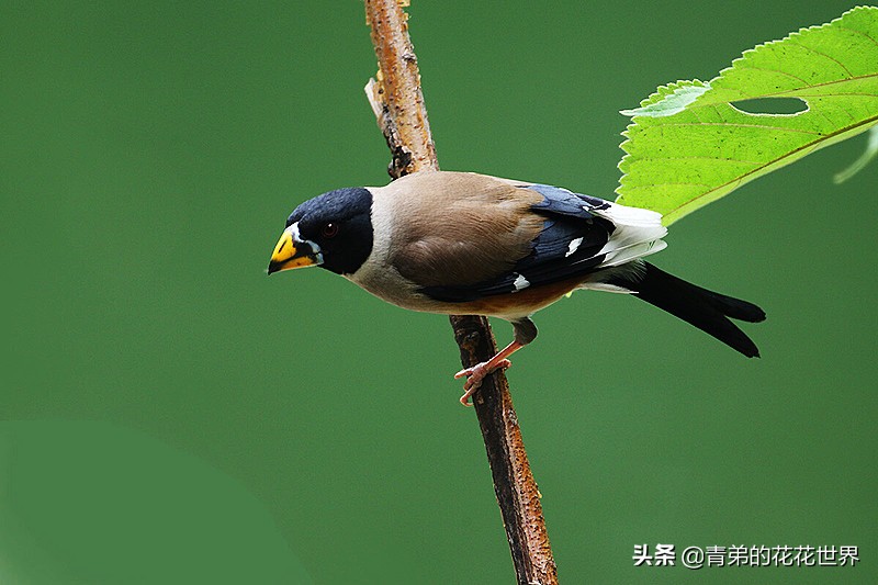 粗暴简单的训鸟方法,最野蛮的招数