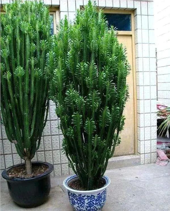 长了二十年的芦荟,龟背竹芦荟