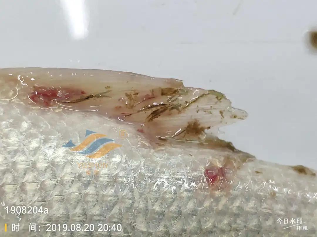 加州鲈常见病害及临床表现,加州鲈黑斑病