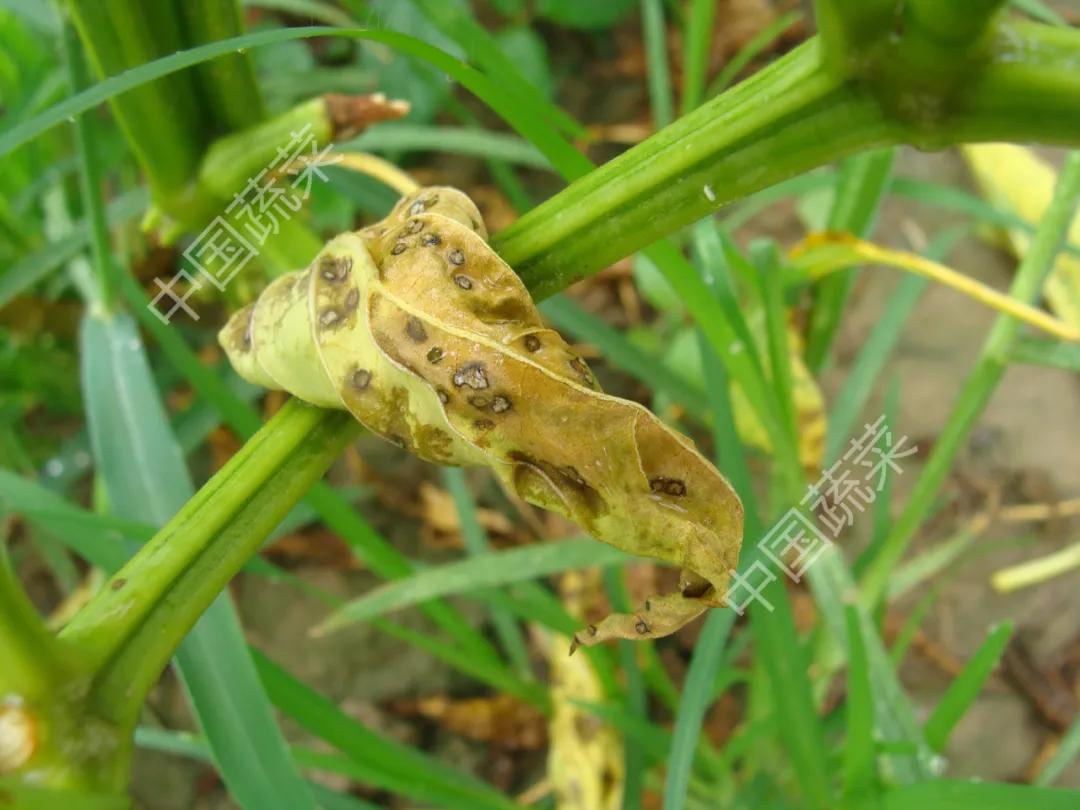 叶片疮痂病,辣椒叶片病害图片与防治措施