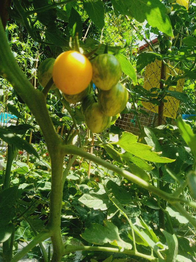 樱桃番茄最好的颜色,樱桃番茄挑选