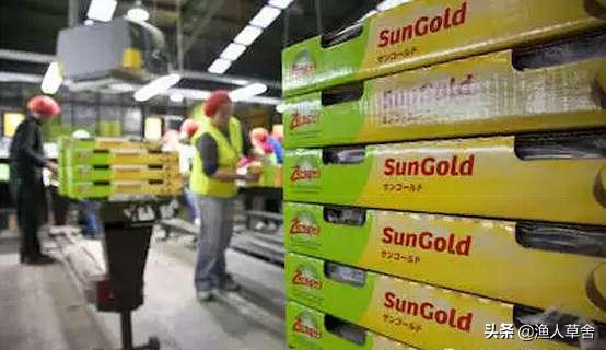 新西兰进口奇异果猕猴桃,猕猴桃新西兰进口