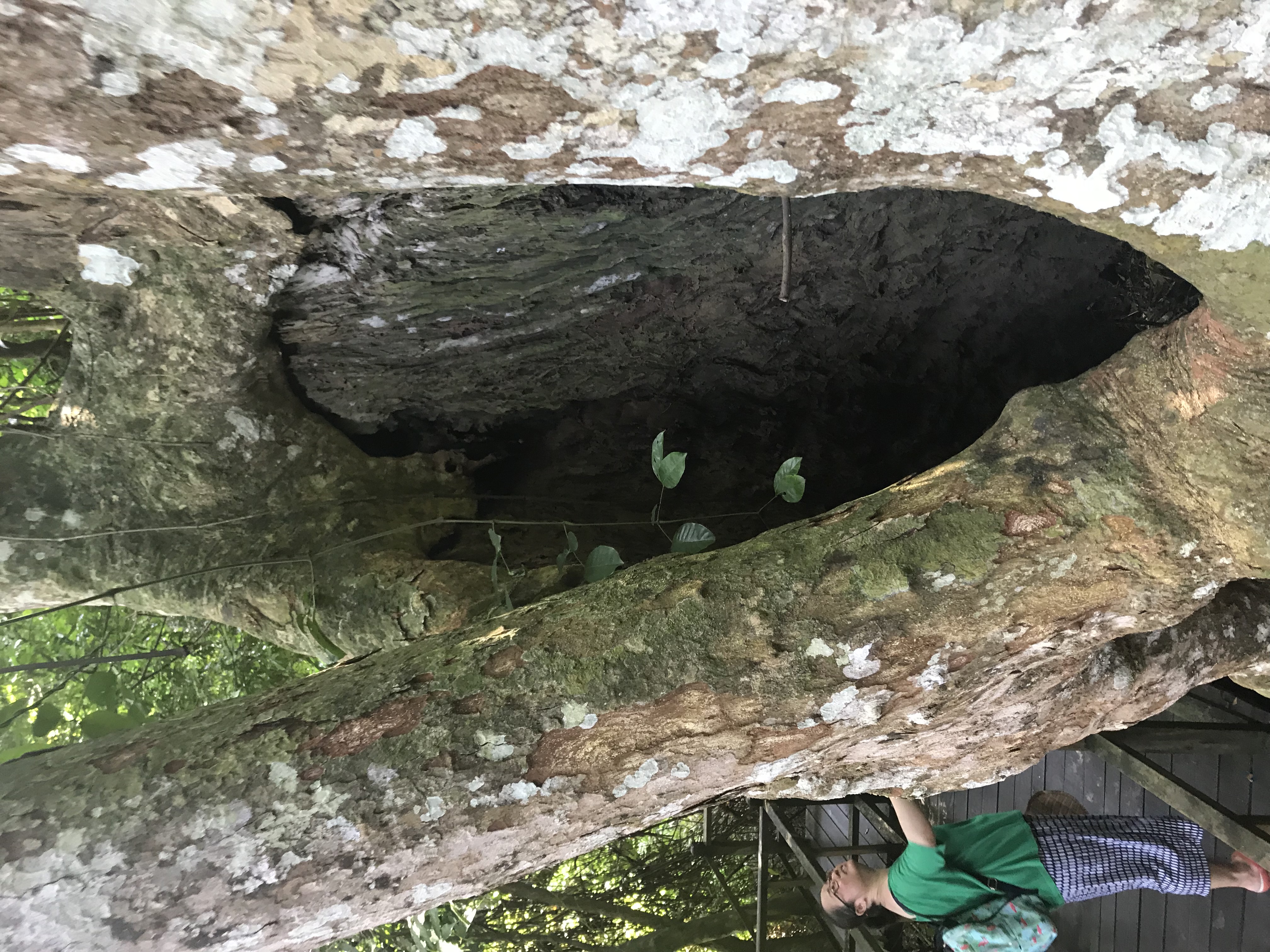 1500年的“母生”藏于此，这里集海南珍稀名木，神奇霸王岭