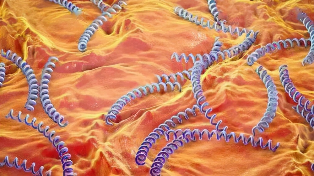 专家提醒小心梅毒引发的多重危害,隐性梅毒的传染性强吗