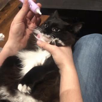 宠物生病怎么喂药呢视频,宠物生病给人吃什么药