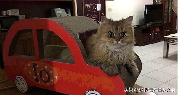 猫来穷狗来富有用吗,猫来穷狗来富真正的意义是什么