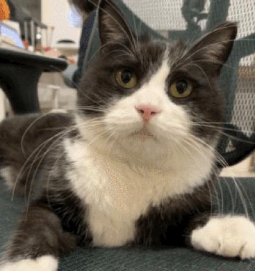 猫故事书籍,猫故事小说