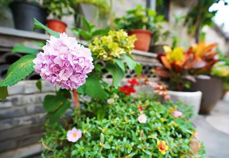 胡同里的日常生活,胡同里的北京生活