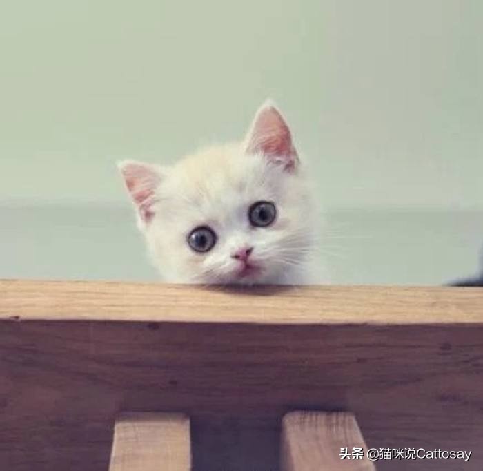 猫咪也有不孕症？做好三件事让猫远离不孕