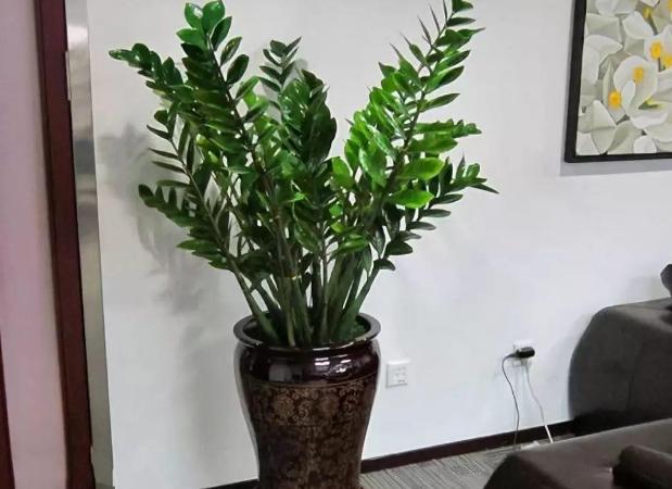 冬天金钱树叶子烧焦似的怎么回事,金钱树发芽不长叶子怎么办