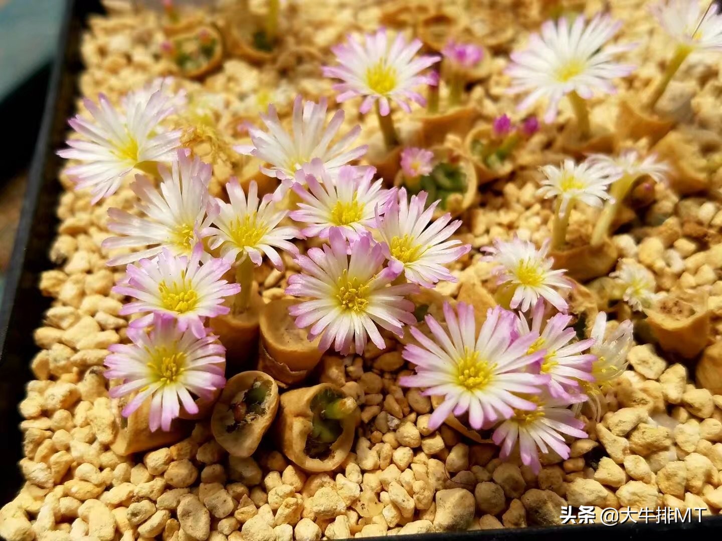 肉锥,肉锥扒皮好吗