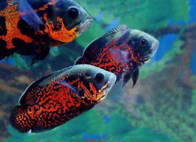 鱼缸硝化细菌都死亡了怎么办,鱼缸中的硝化细菌怎么产生的