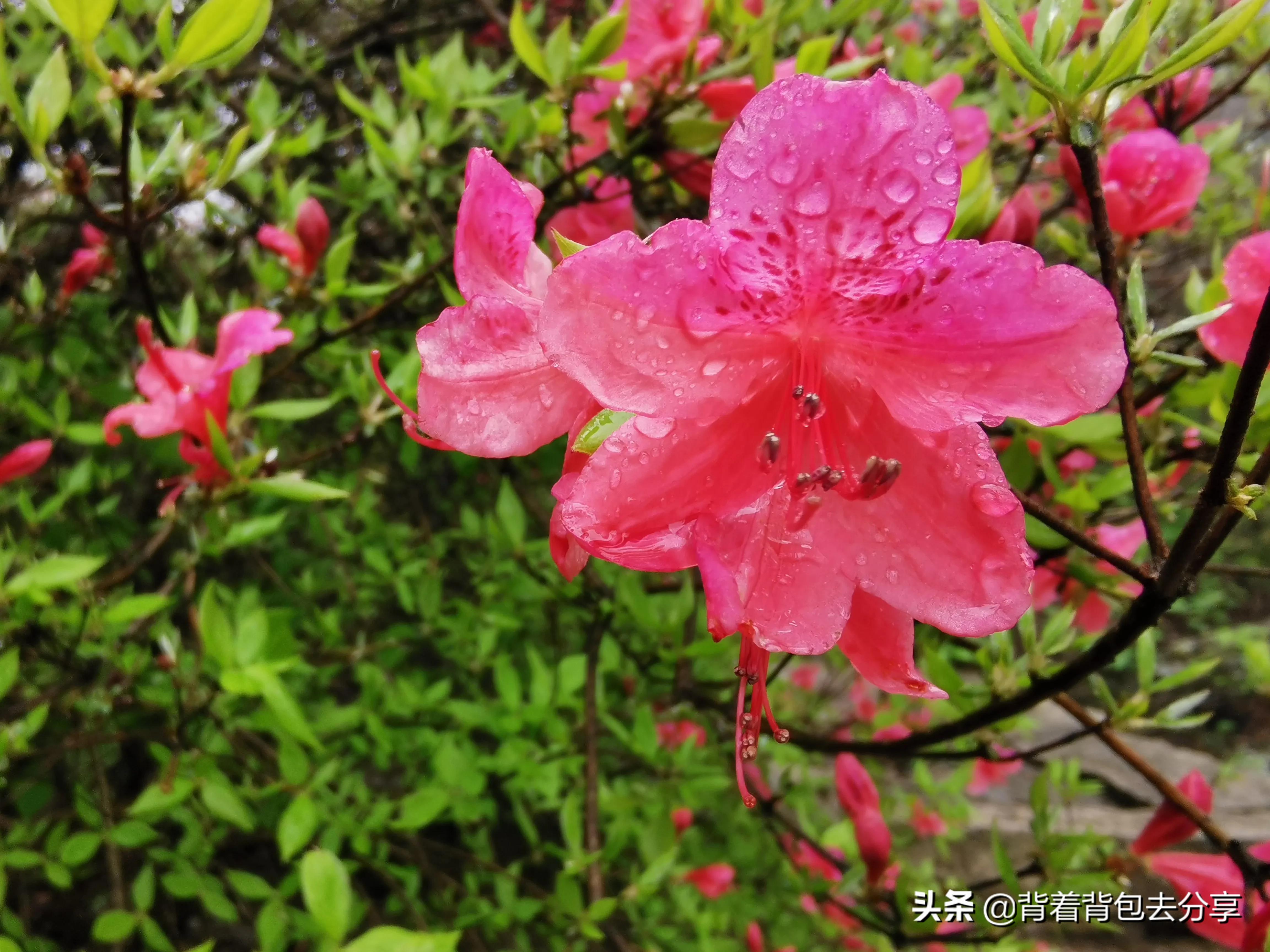 麻城龟峰山古杜鹃,面积最大的杜鹃花景区