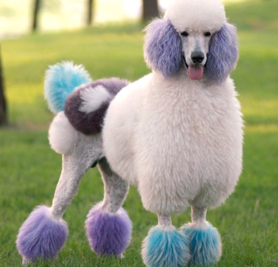 贵宾犬各种病症,贵宾犬传染病一览表