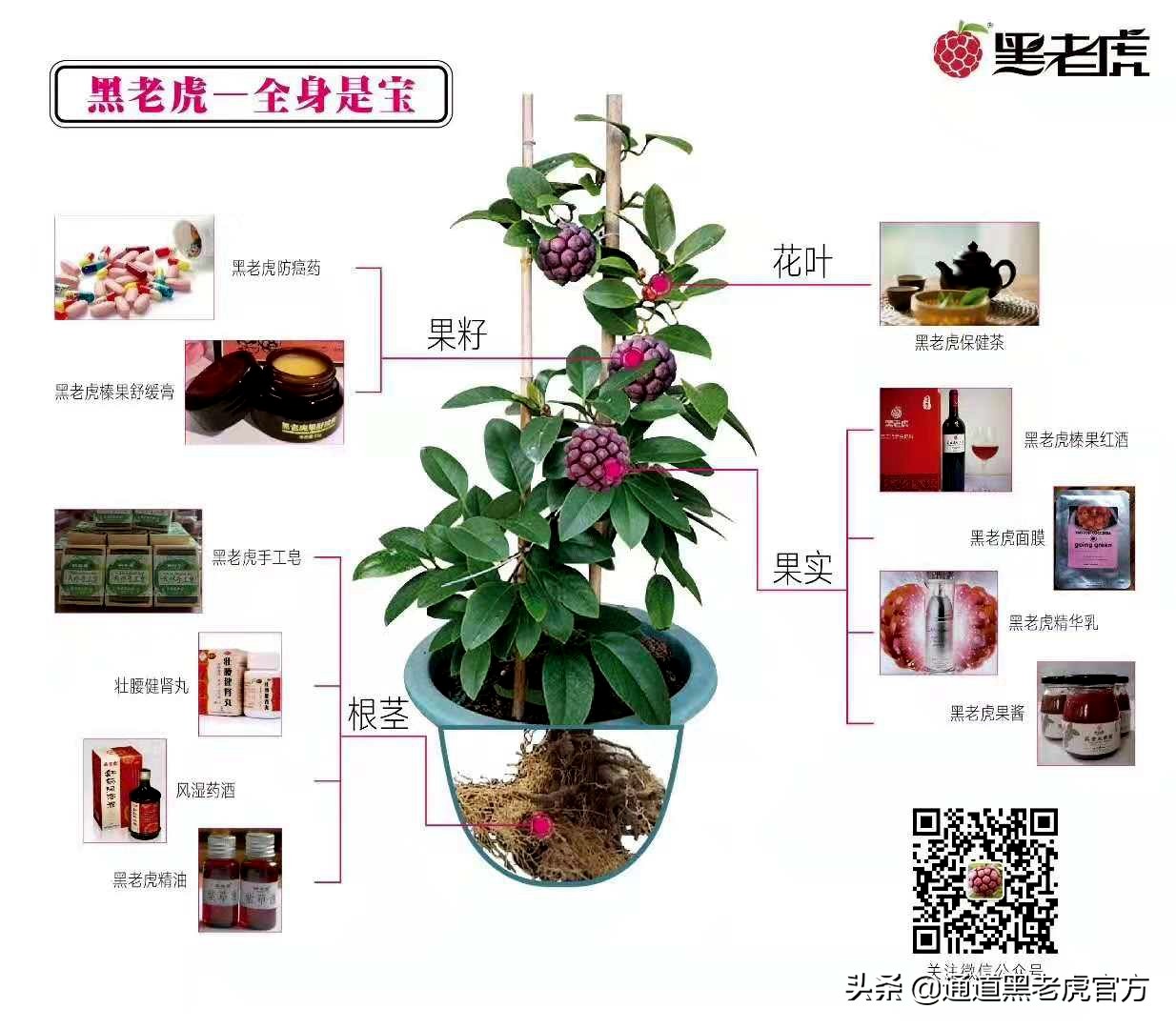 被省委书记惦记的通道小伙，正带村民种山果致富（转载）