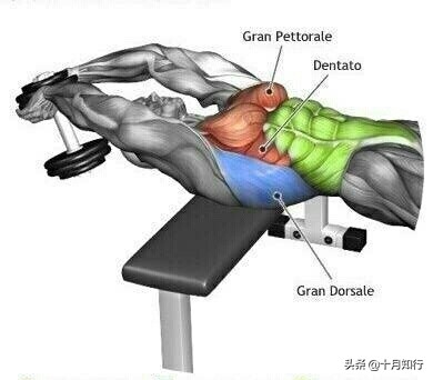 练胸大肌的十个动作,练胸的基本9个动作哑铃