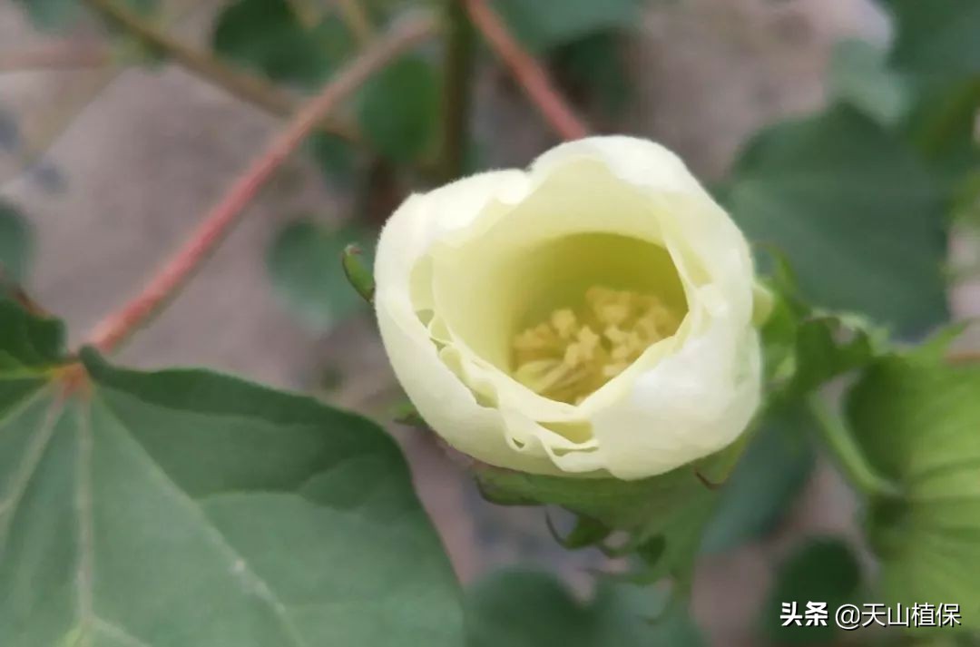 棉花打顶剂好还是人工打顶好,棉花最晚什么时候打顶