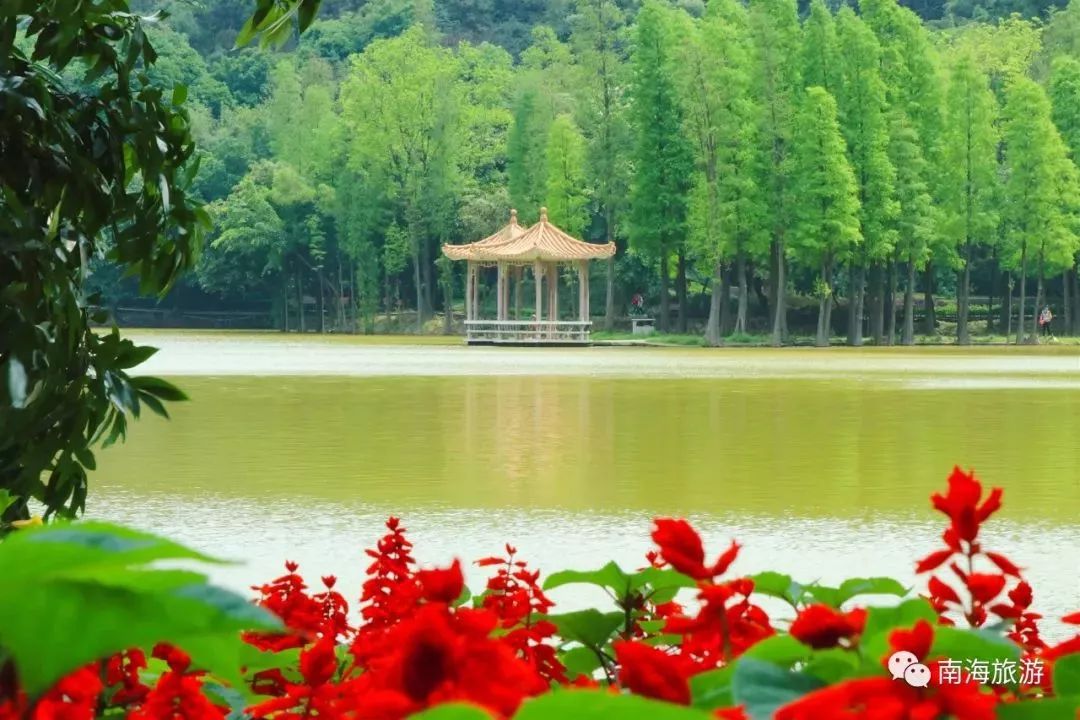 南海惊现“四月雪花”，漫山遍野桐油花开，美呆了！