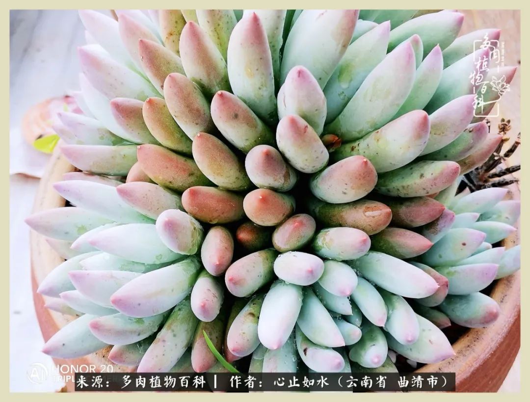 感谢陪伴感恩所有的遇见,让每个人都能感受到多肉的美好