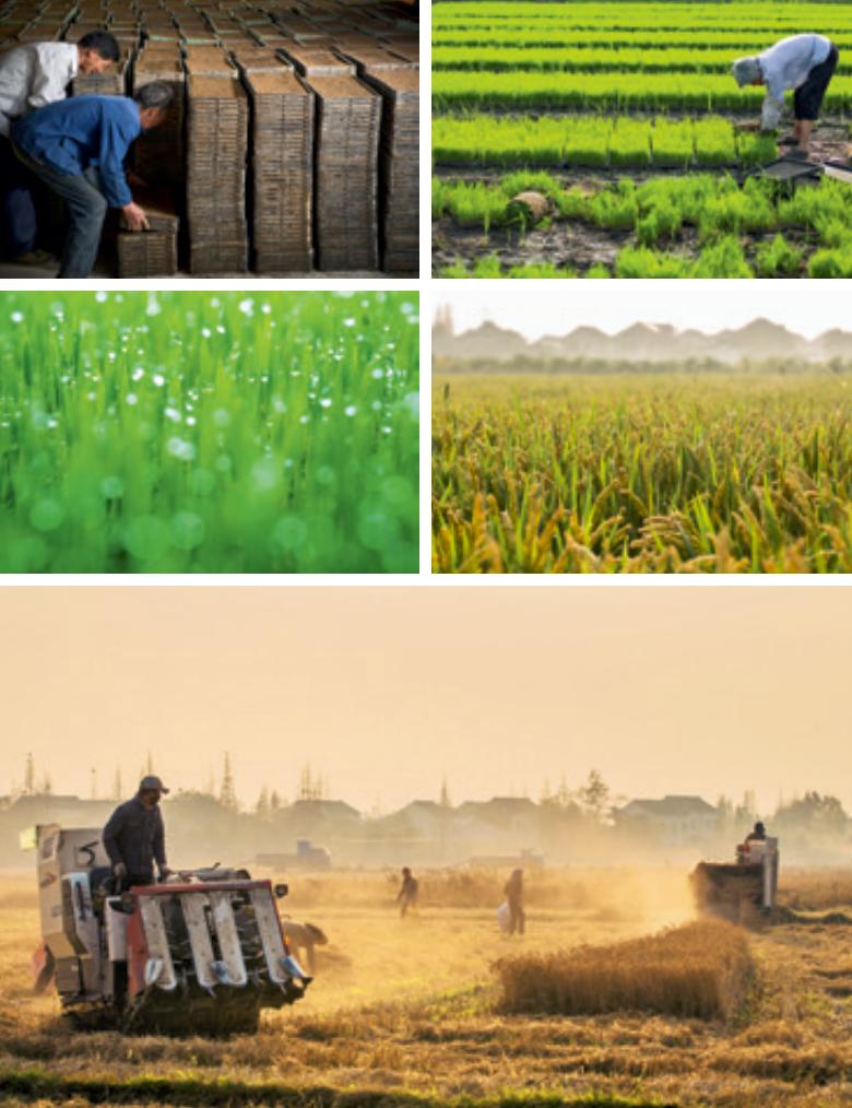 震泽苏州,苏州震泽美食