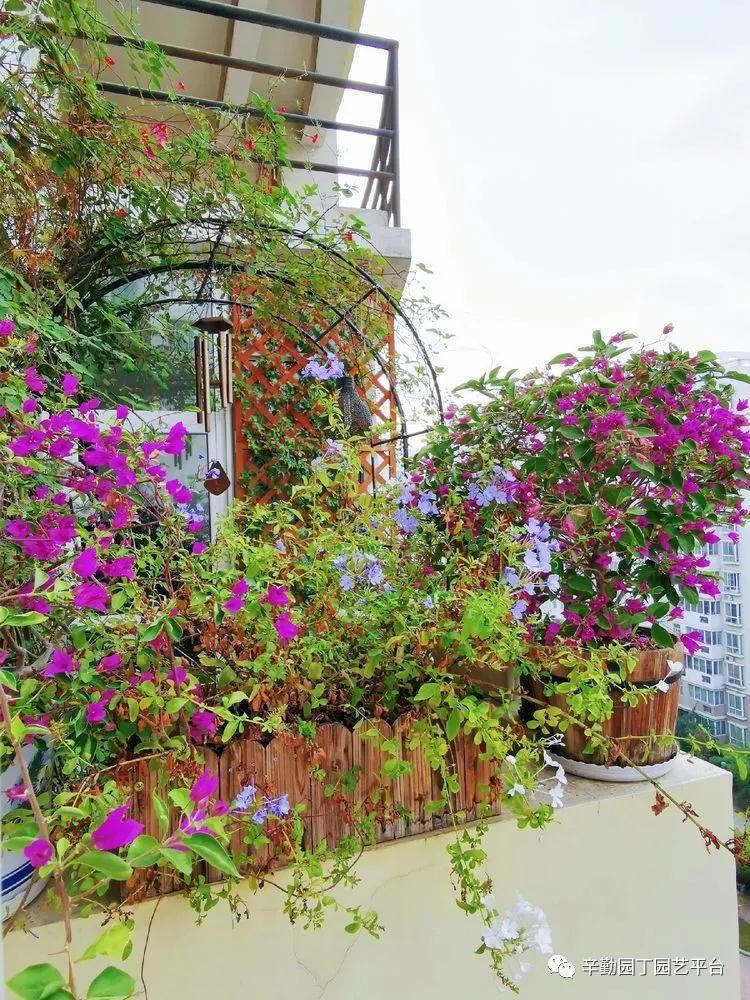 （2021）园丁奖阳台组《008号》星星的花园