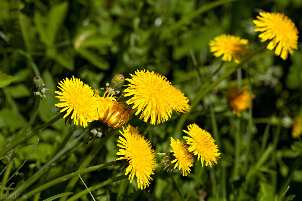 什么花适合送生日花,你的生日代表的花朵及寓意图片