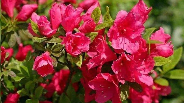 杜鹃花的养殖方法用什么肥,杜鹃花的养殖方法叶子怎么移栽