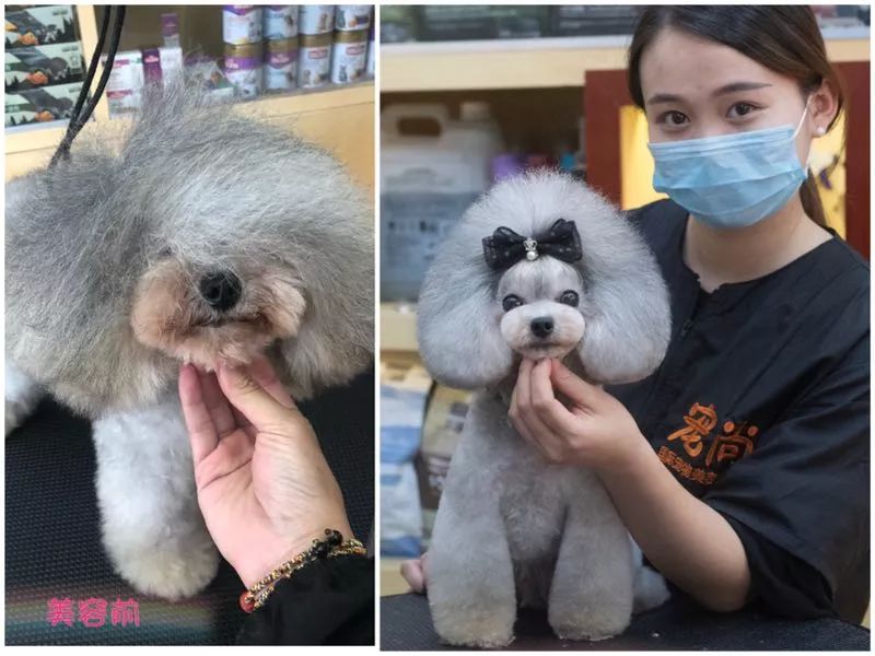 宠物美容专业的职业规划,宠物美容的理解与想法