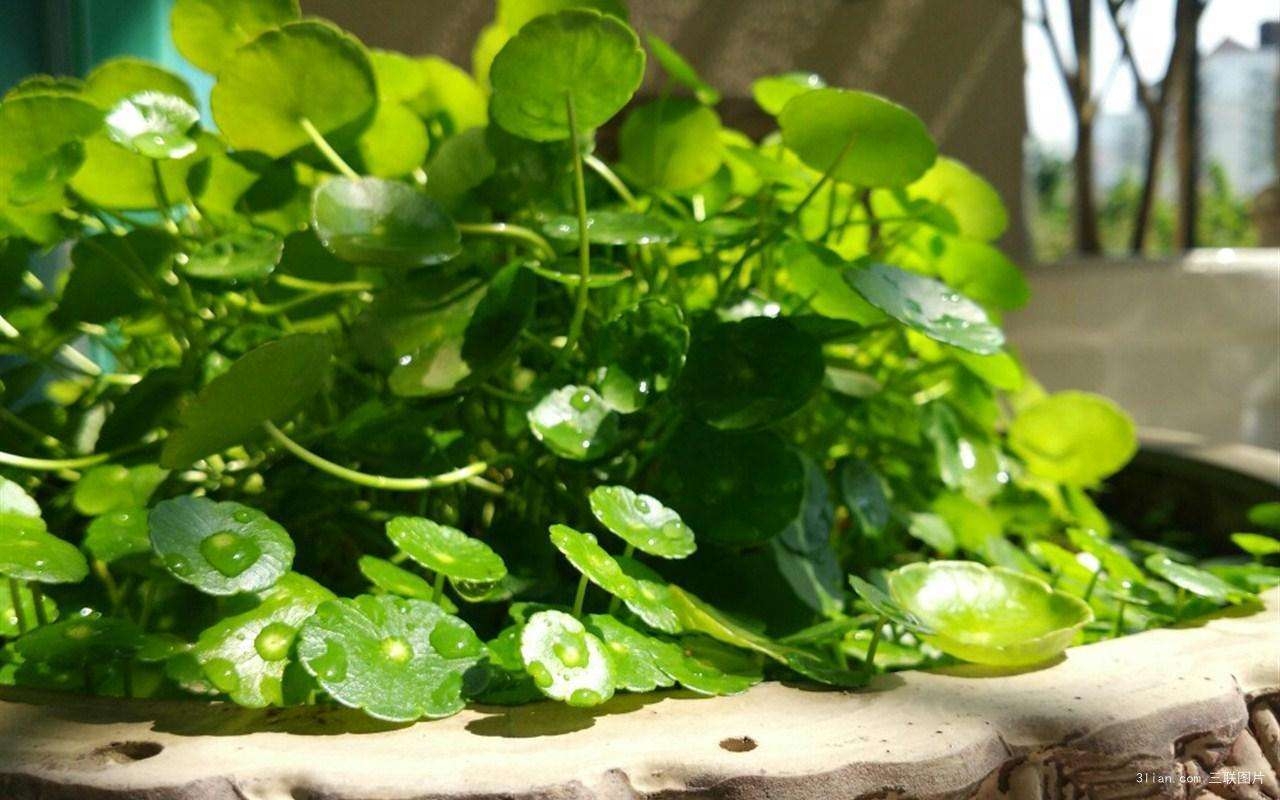 什么花适合在室内养去新房甲醛,装修完房子养什么花可以去除甲醛