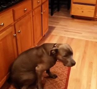 人狗大战电影免费观看,第一次人机大战视频