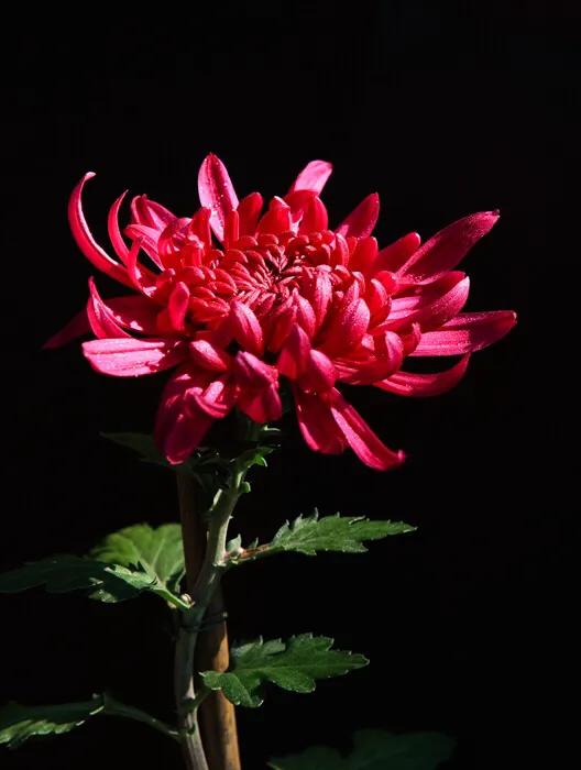 菊花，绿茶，老王，中国名词的沦陷