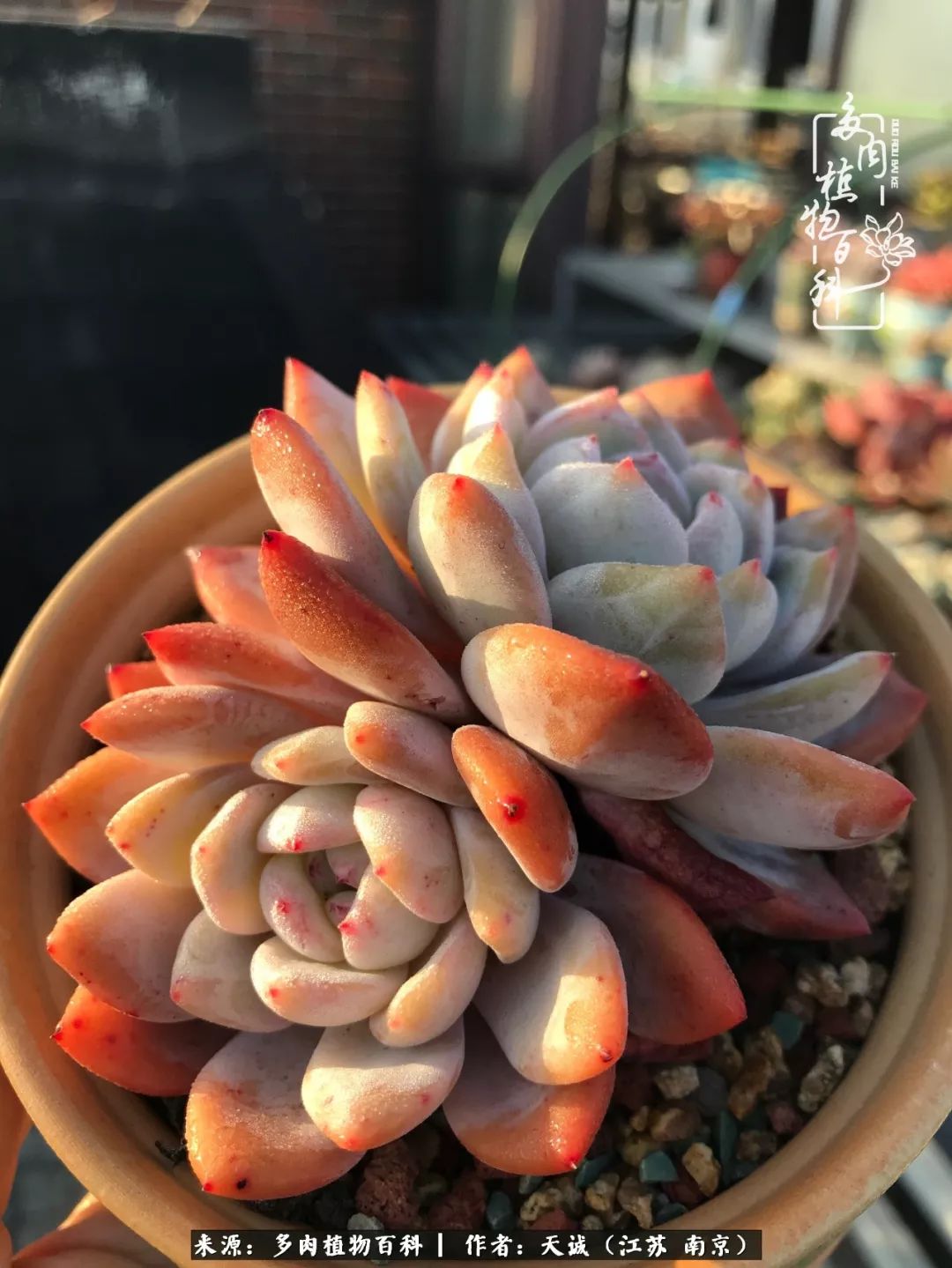 鍙拱瀵圭殑涓嶄拱璐电殑灏忔牱,鍙拱瀵圭殑涓嶄拱璐电殑鍥剧墖灞曠ず