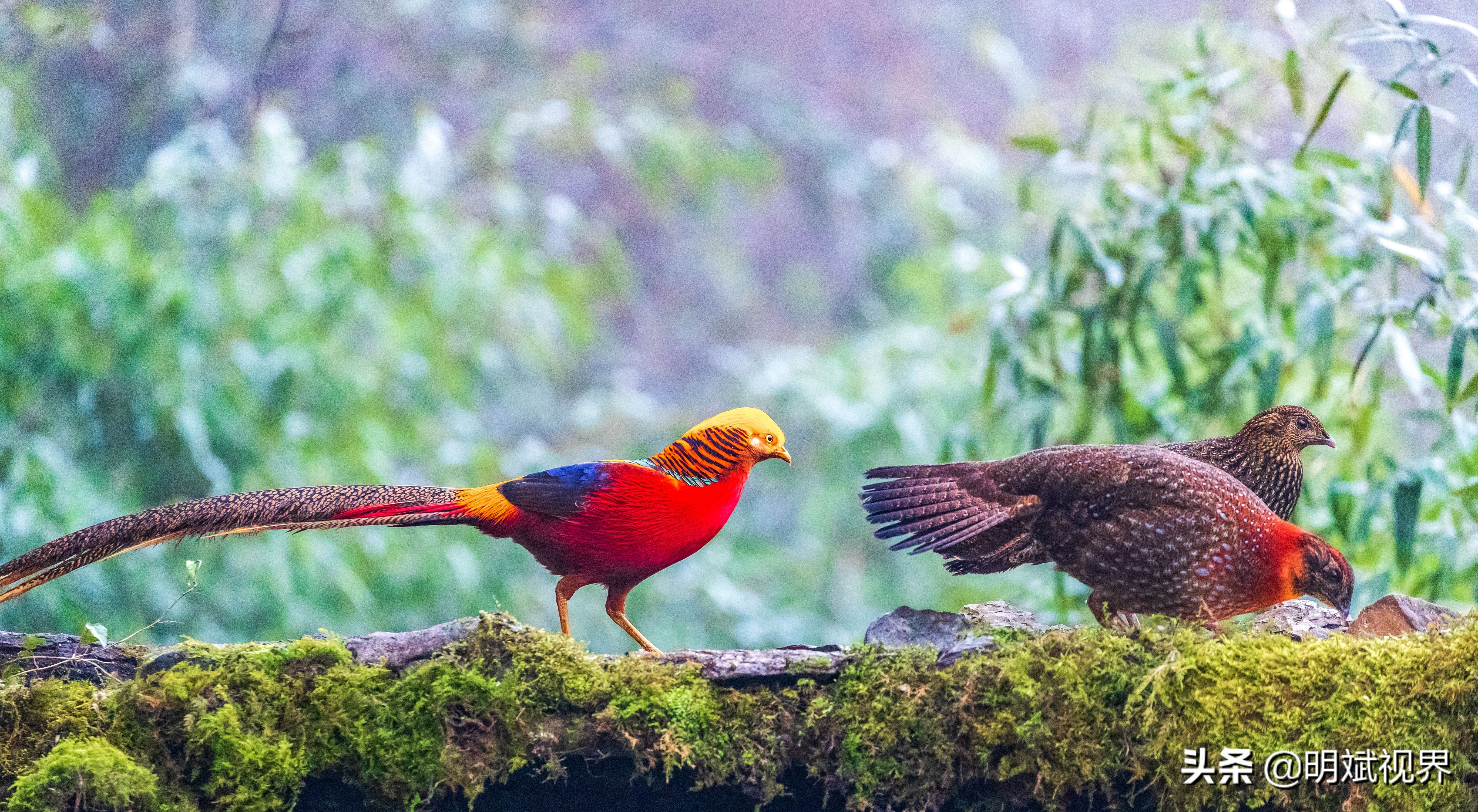南川红腹角雉图片,重庆南川红腹角雉拍摄点
