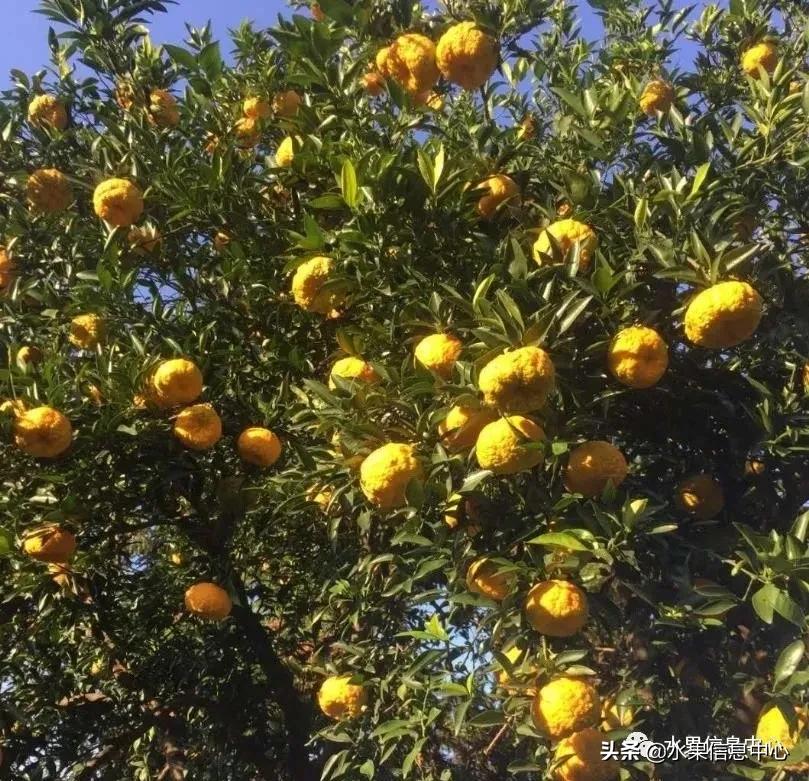 我国柑橘产区分布,柑橘产地行情