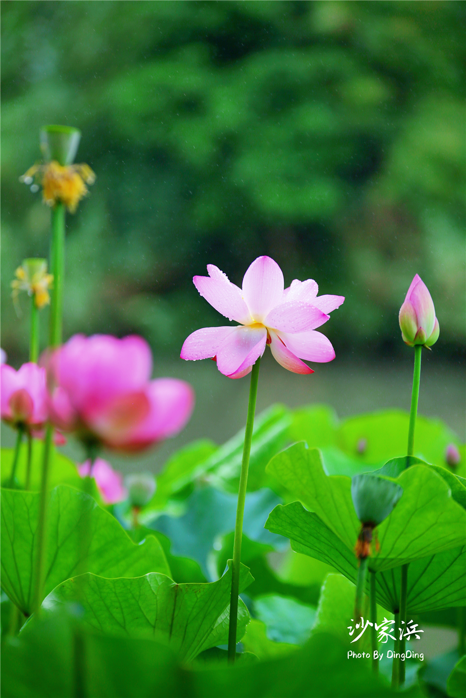 常熟哪里有荷花,江苏常熟荷花景区
