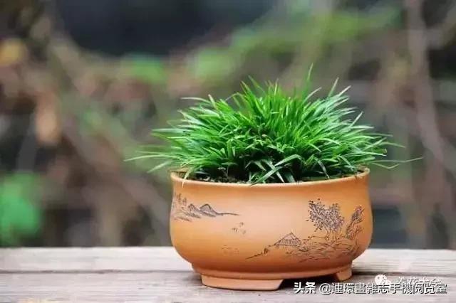 100种常见花卉植物图谱,100种花卉素描图谱