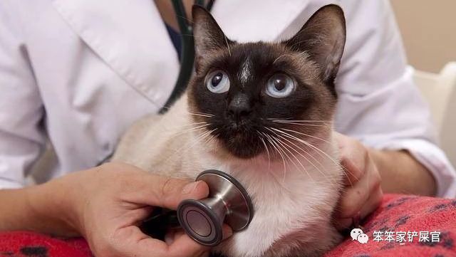 猫咪尿结石会导致猫咪站不起来吗,猫咪如果有尿结石怎么治疗