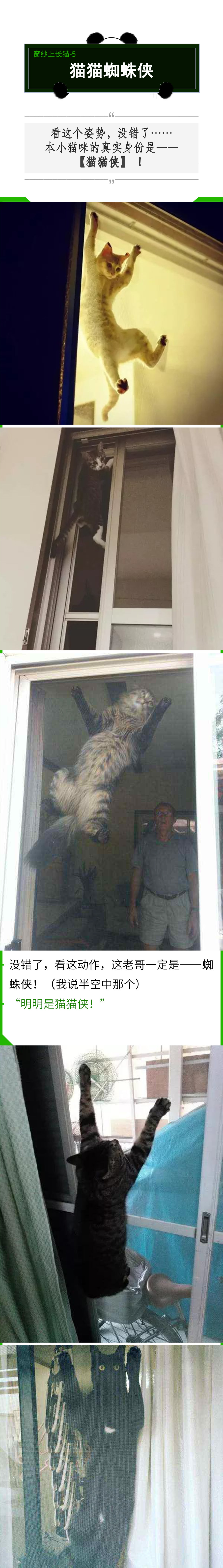 拥有窗纱的家庭，窗户上容易滋生“猫猫壁虎”？