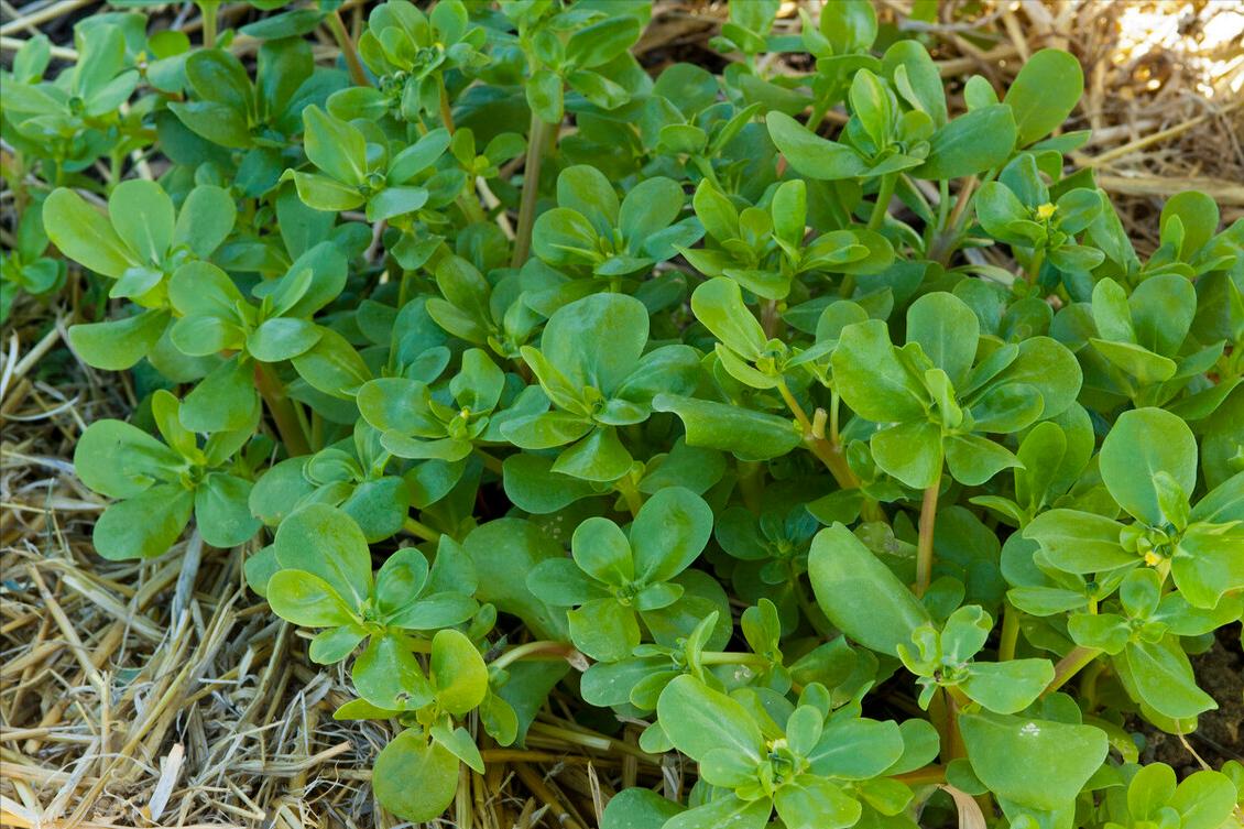 马齿苋不焯水凉拌方法,焯马齿苋放什么不酸