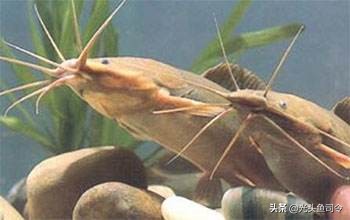 短短30年,从街边美食,到臭名昭著,埃及塘虱鱼经历了什么?