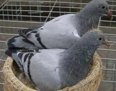 喂养鸽子雏鸟,幼鸽正确喂养方法